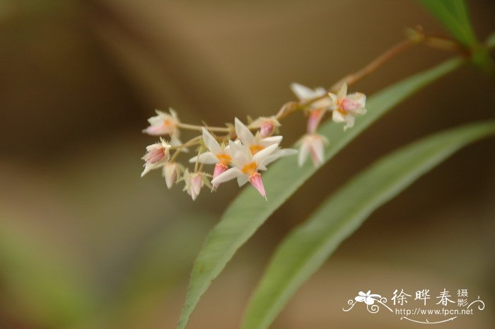 长寿花的花语