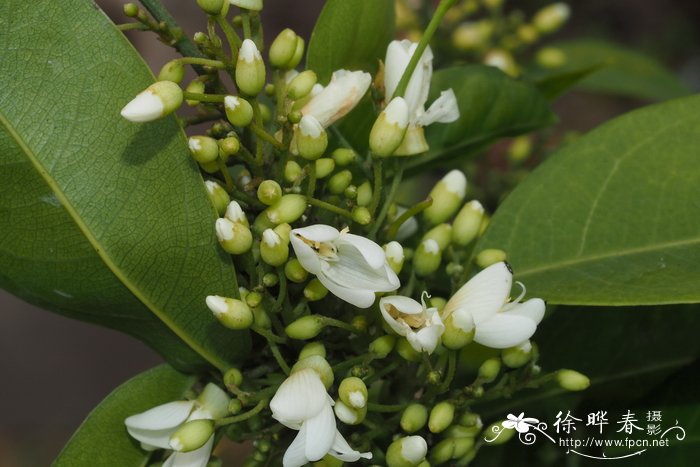 银杏树开花图片