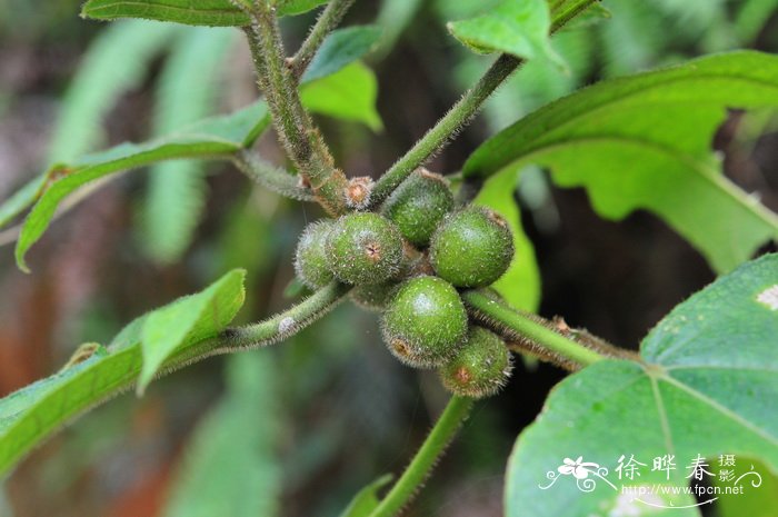 多年生牧草