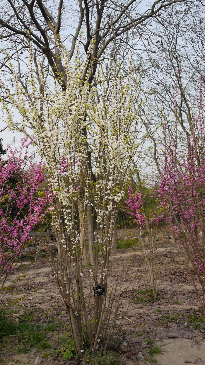 杭州的市花是什么