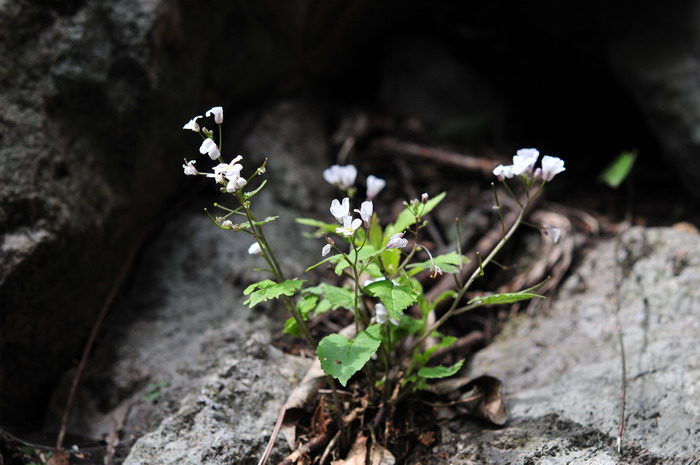 室内观叶植物