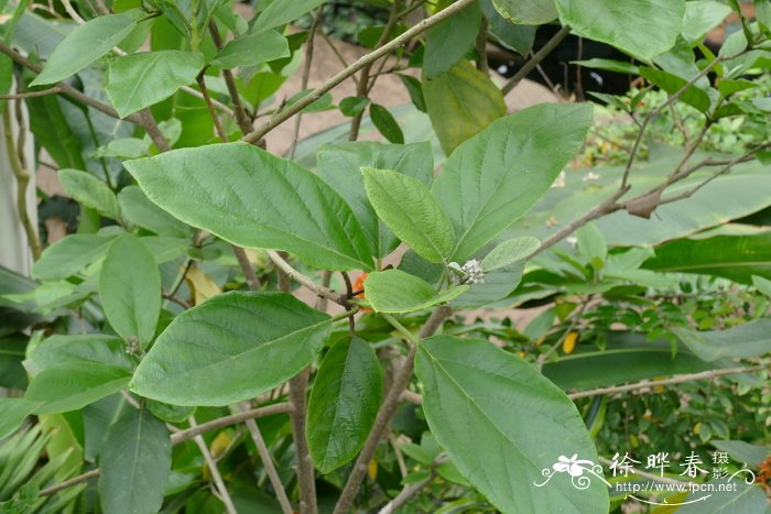 木本花卉植物大全