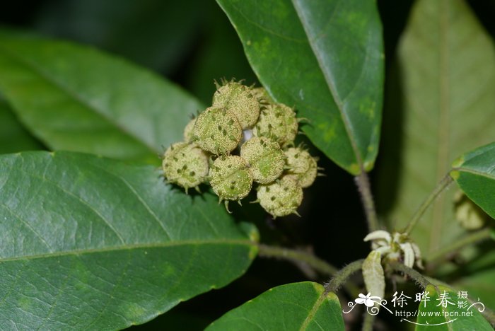 野芹菜图片