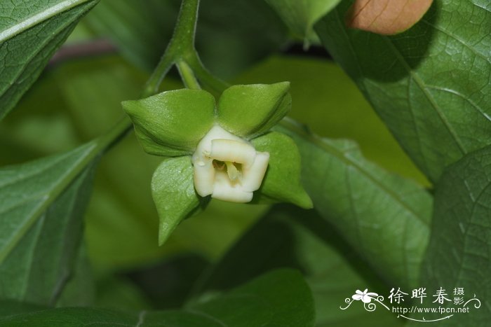 白花蛇舌草的功效与作用