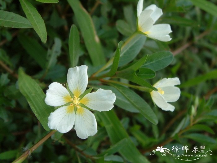 被子植物的一生思维导图