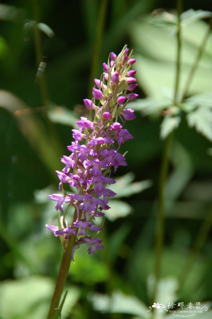 丁香花语