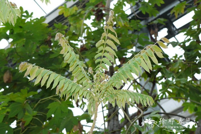 野三七图片植物图片