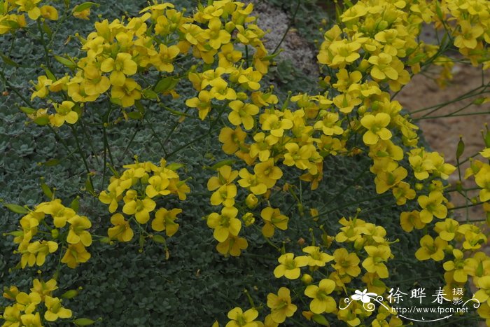 一亩大棚草莓一年利润