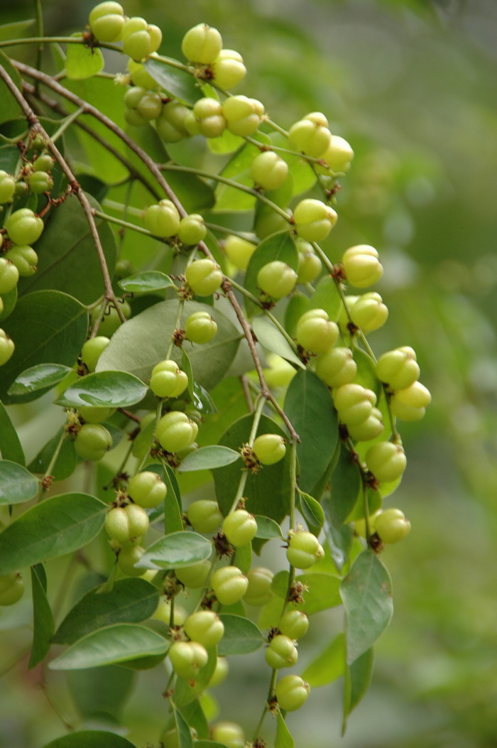 玛丽安茶花