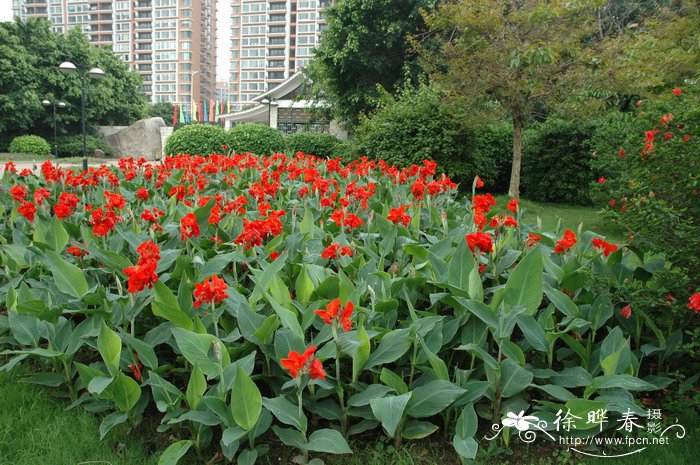 水养植物有哪些室内最好养