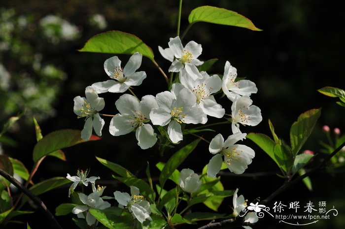 凤仙花生长全过程