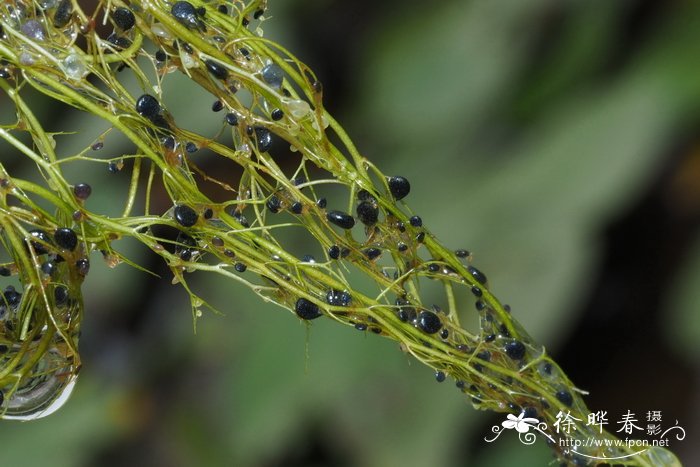 茶花树苗价格