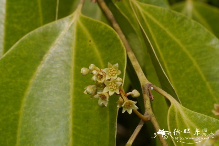 葫芦种植时间和方法