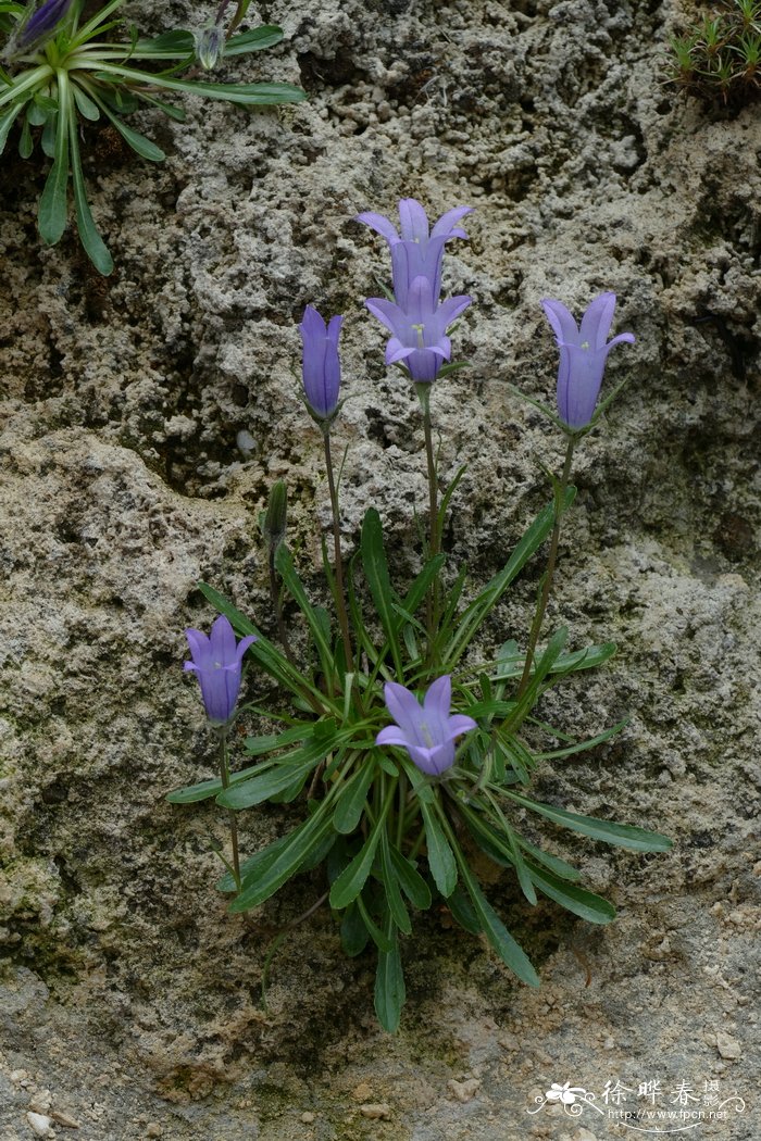 百合种植技术与栽培管理