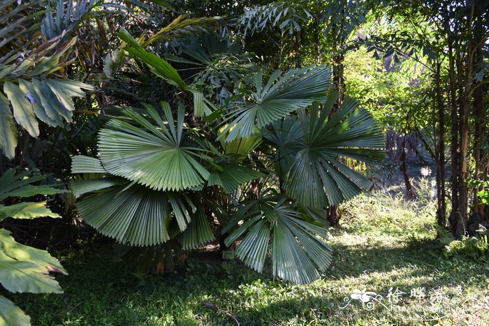 soursop