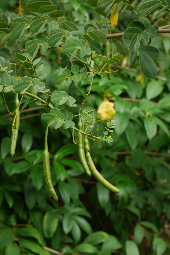 洋甘菊图片