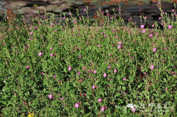 香芋图片