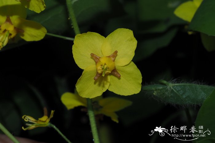 映山红是不是叫杜鹃花