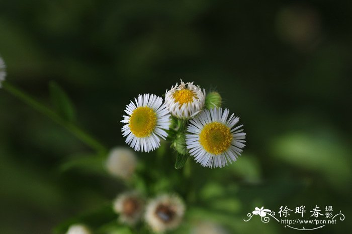 栀子花的花期