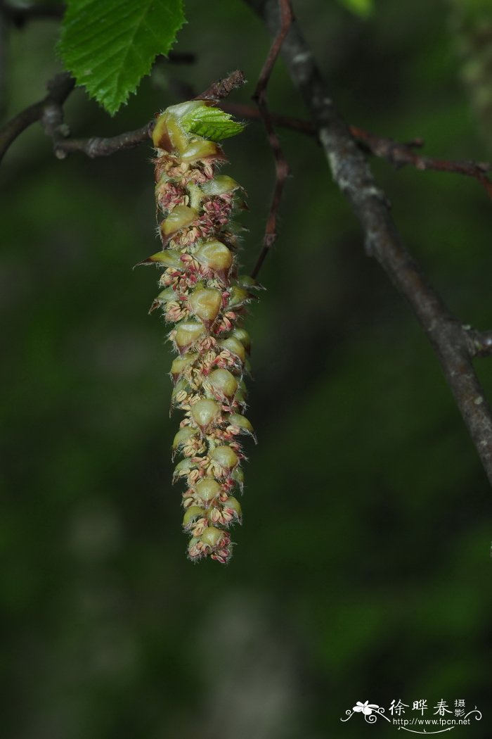 常见花卉