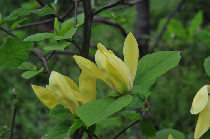 白花蛇舌草