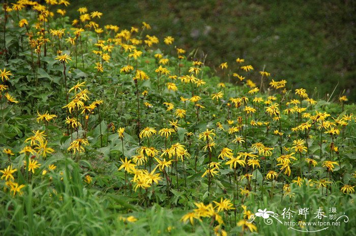 桂花果图片