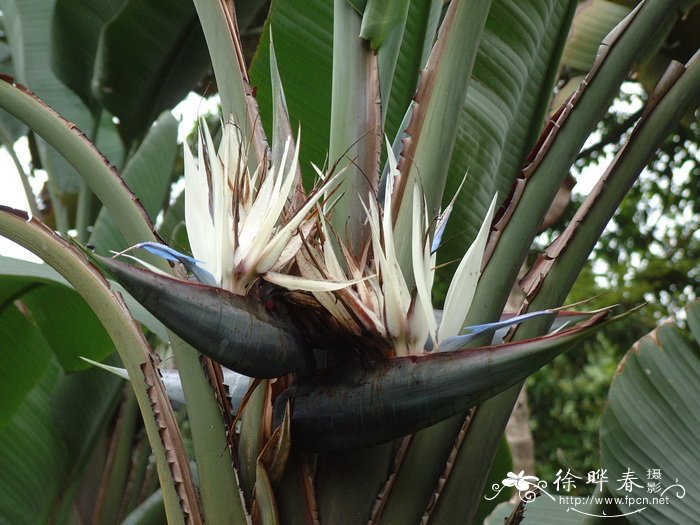 红枫嫁接时间