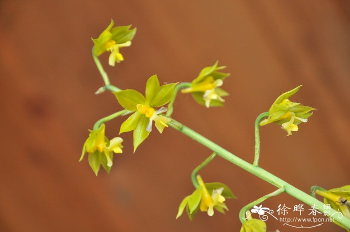 多年生牧草