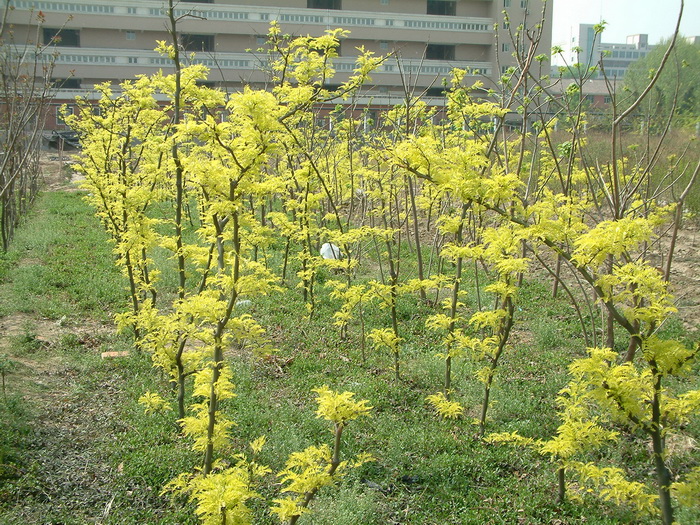 小花园设计