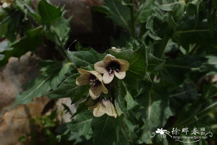 杭州的市花是什么