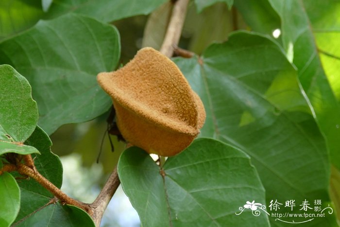 植物怎样传播种子