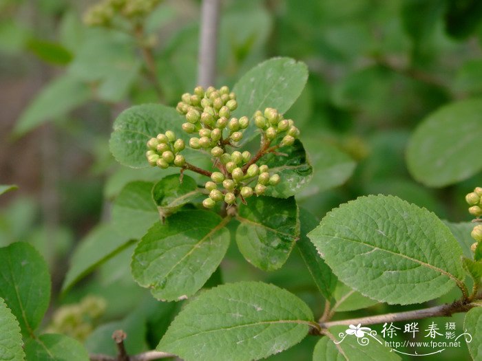 车厘子图片