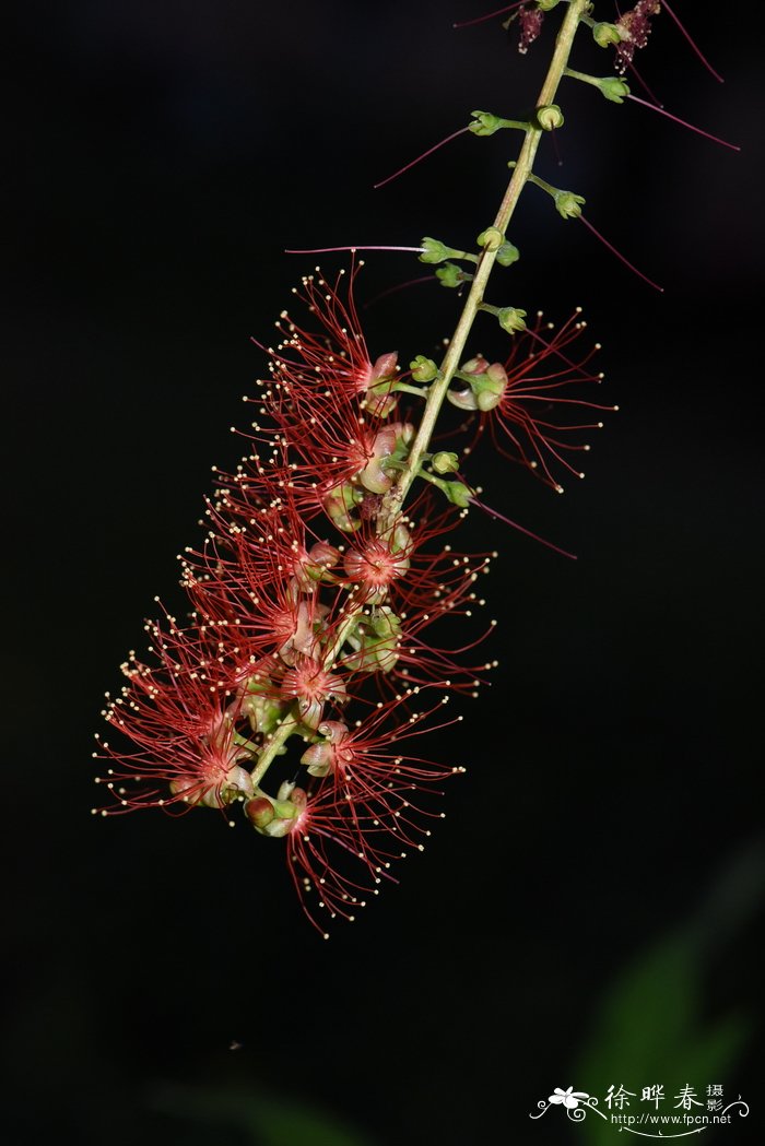 小叶栀子花