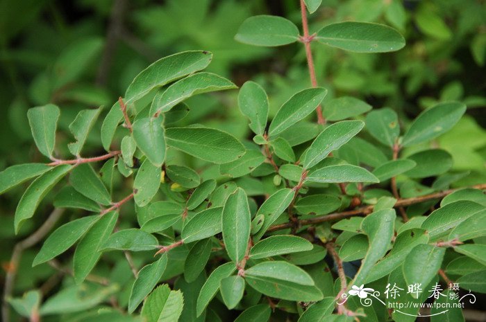 茼蒿种植