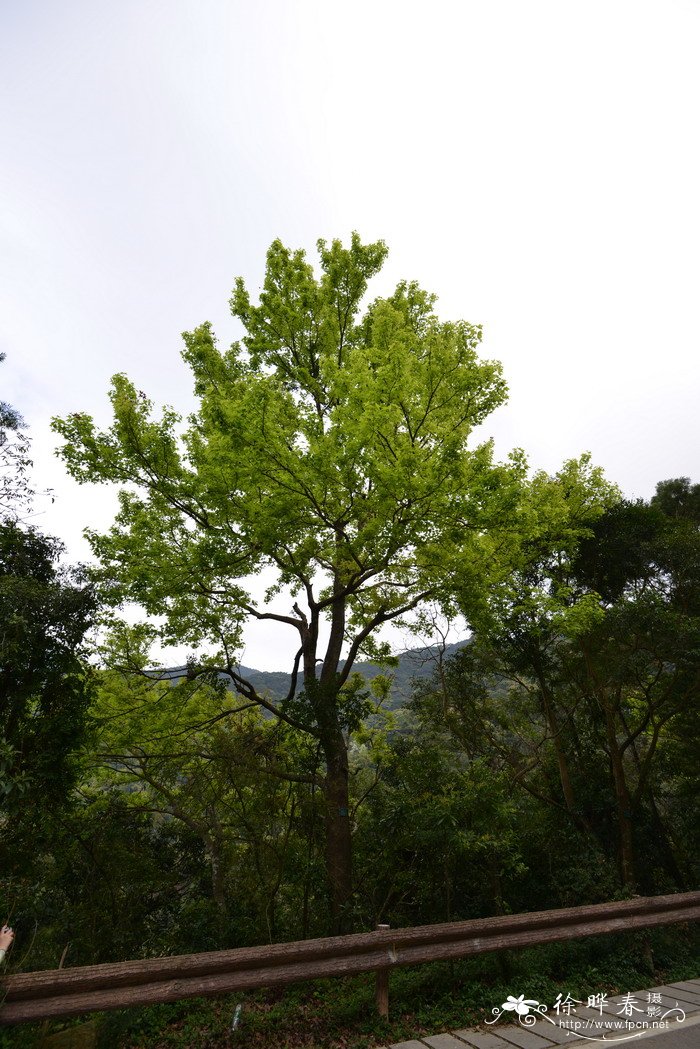 常绿植物