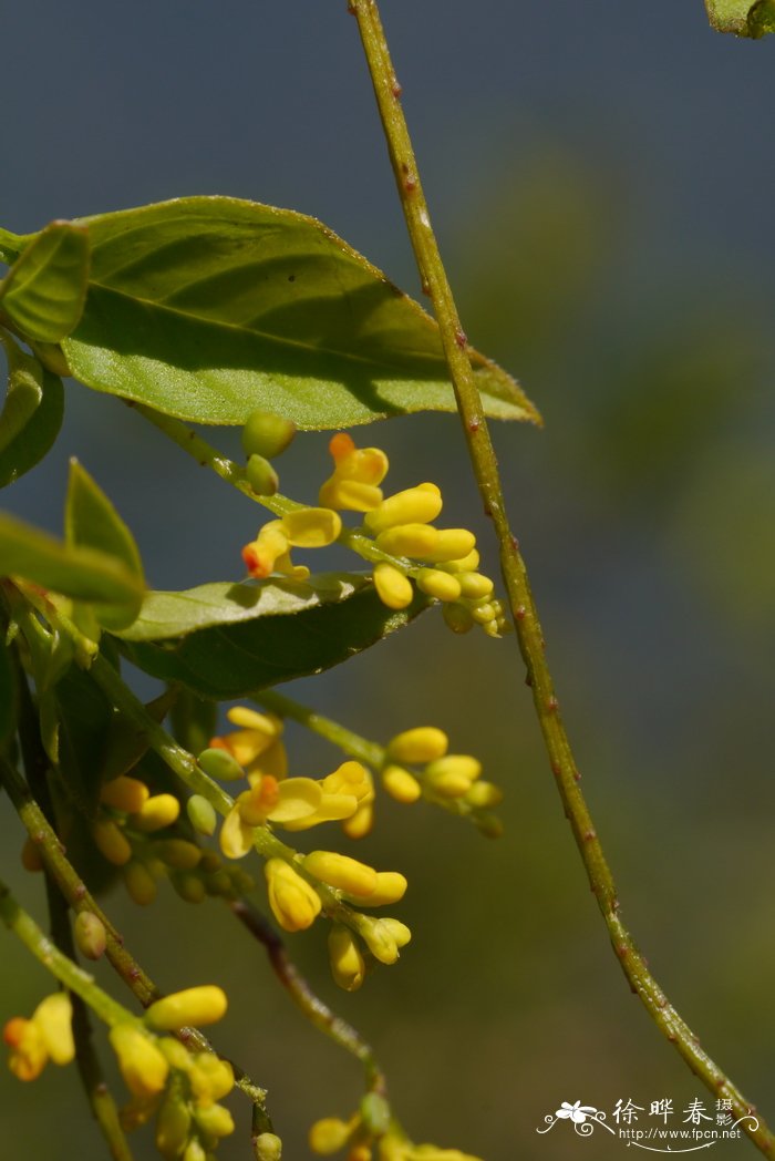 昙花花语