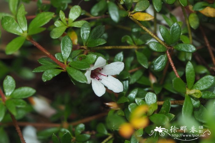 室内观叶植物