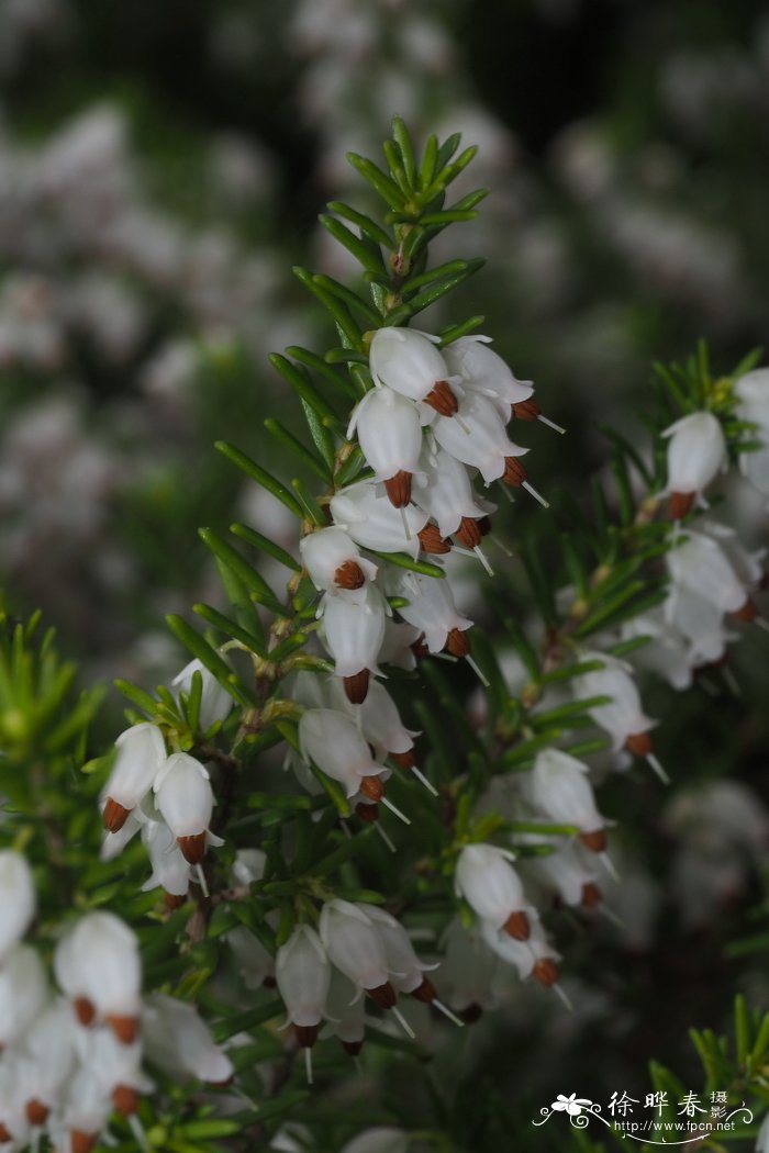 蕉芋