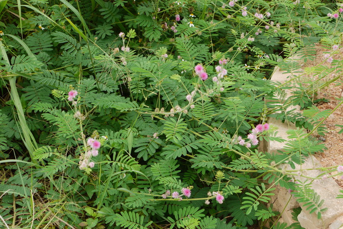 白蝴蝶植物