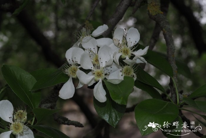 狗牙根草坪图片