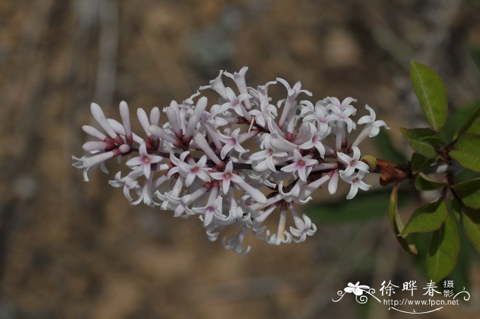 红花油茶