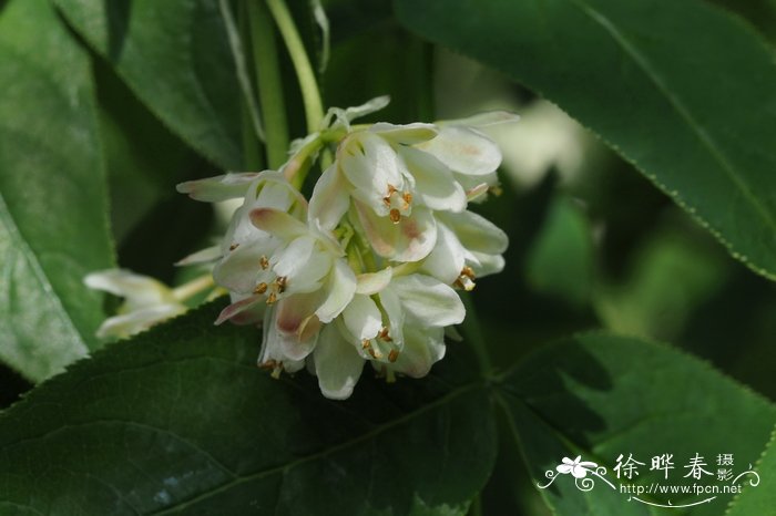 女神节送什么花