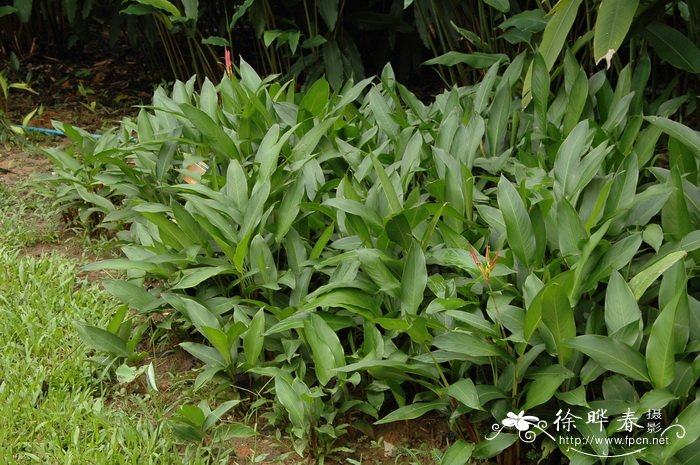 水仙花怎么水培