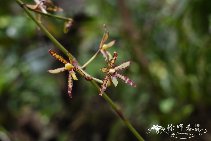 淘米水怎么发酵成花肥