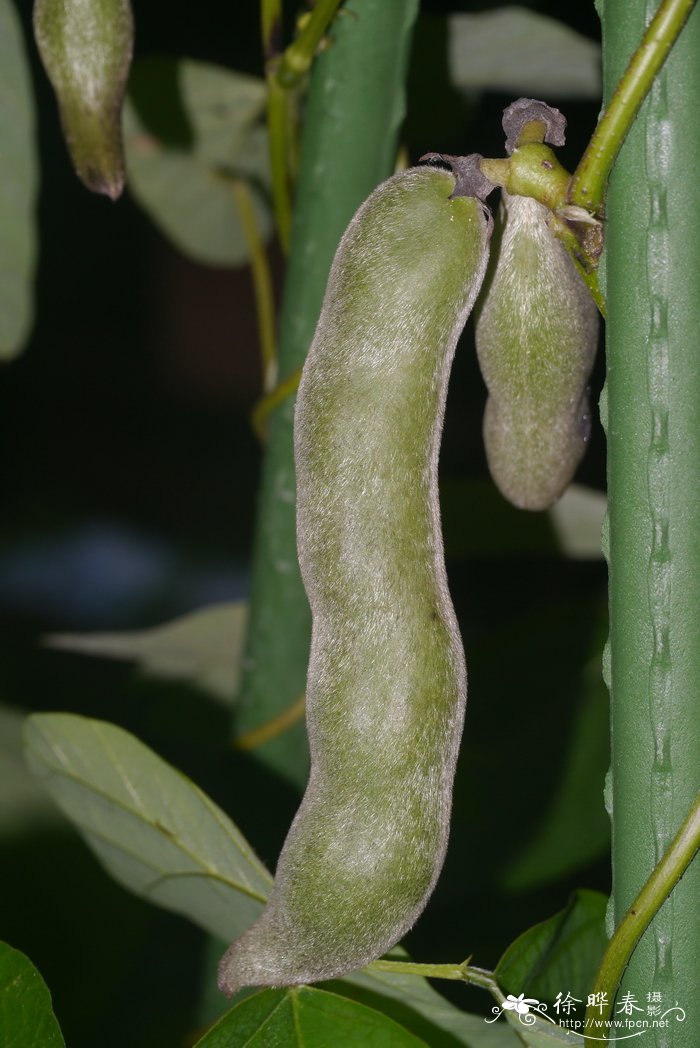 水养植物有哪些室内最好养