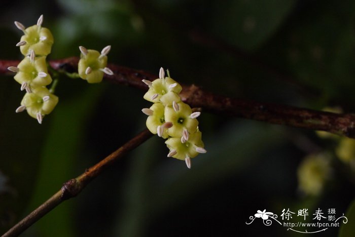 求购桂花