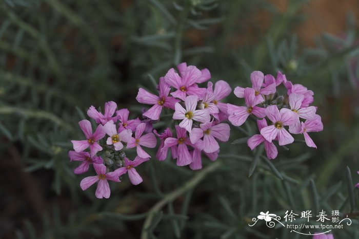 石榴花什么时候开