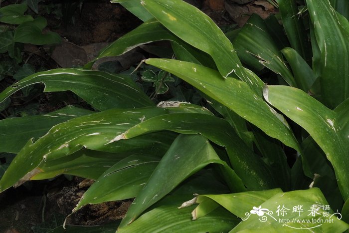 葫芦种植时间和方法