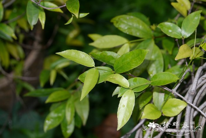 山茶花怎么养家庭养法