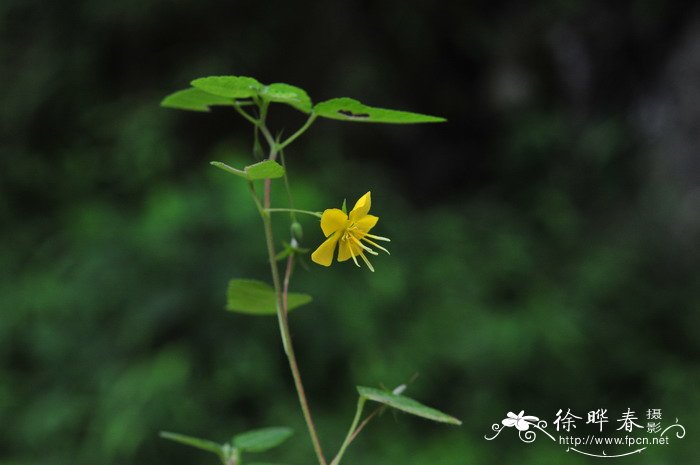 铃兰的花语是什么